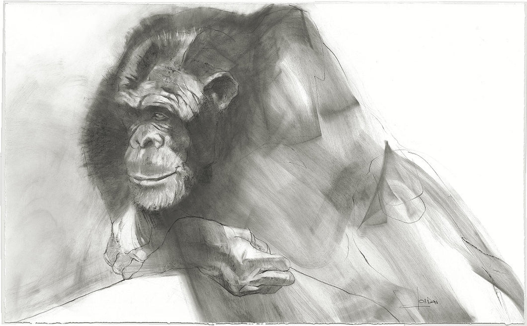 Paragon - Chimpanzee